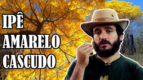 Como Fazer Bom Uso Do Ip Amarelo Cascudo Tabebuia Chrysotricha