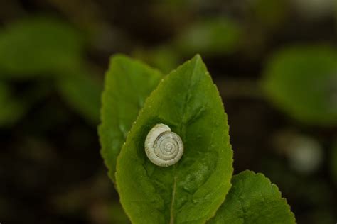 Free Images Nature Leaf Flower Green Produce Insect Botany