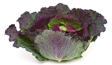 January King cabbage - Alchetron, The Free Social Encyclopedia