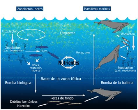 Cómo Se Producen Los Ciclos Biogeoquímicos En El Océano