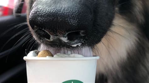 The Puppuccino Is A Starbucks Secret Menu Item For Your Dog To Enjoy