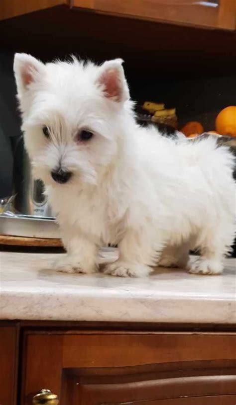 West Highland Terrier Szczeniak D Widzew Olx Pl