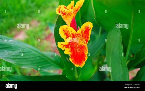 Keli known as Canna Lily or Laphoorit yellow flower blooming in garden ...