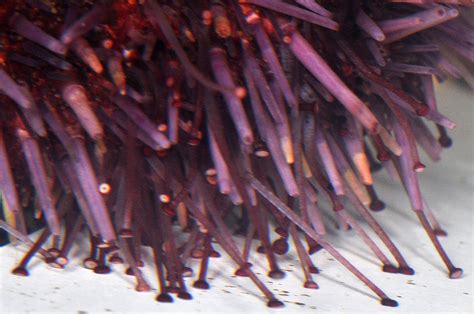 Urchin Spines And Tube Feet The Purple Sea Urchin Strongylo Flickr