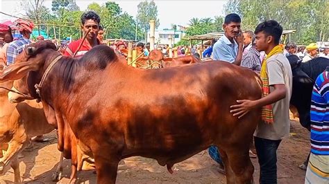 আজ ২০ অক্টোবর চট্টগ্রামের খামারী কেমন দামে মাংসের ওজন সহ বড় বড়