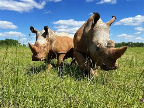 Georgia Safari Conservation Park Madison Lohnt Es Sich Aktuell Für