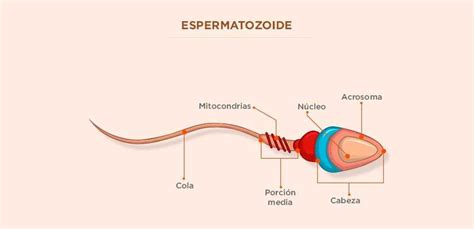 Estructura Del Espermatozoide Actuamed