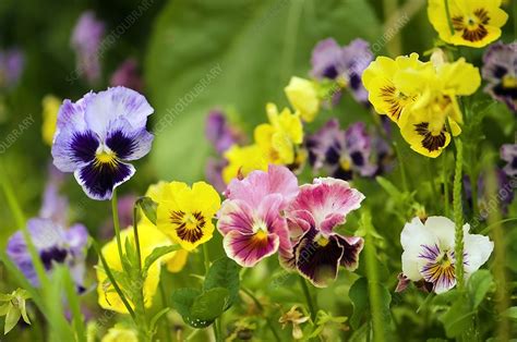 Pansy Viola X Wittrockiana Stock Image C0068222 Science Photo