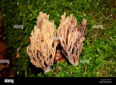 Coral De Rama Estricta Fotografías E Imágenes De Alta Resolución Alamy