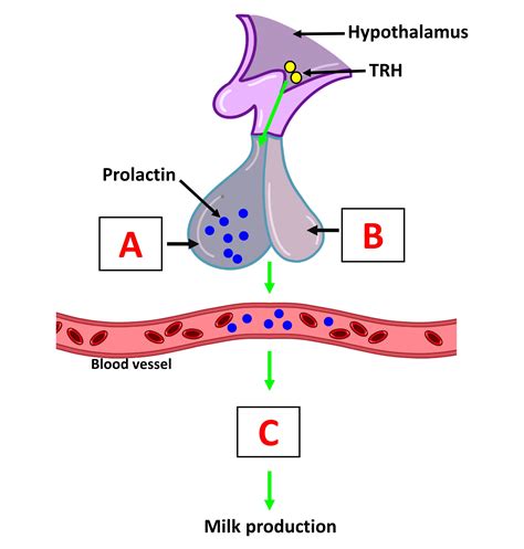 Milk Production Is Controlled By The Prolactin Hormone Identify