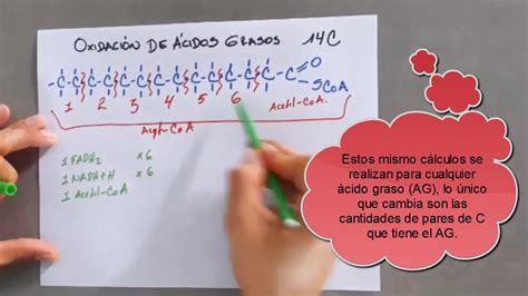 Ejemplos De Beta Oxidaci N De Cidos Grasos De C Y C Youtube