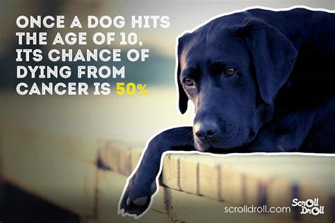 Dog Facts (10) - The Best of Indian Pop Culture & What’s Trending on Web