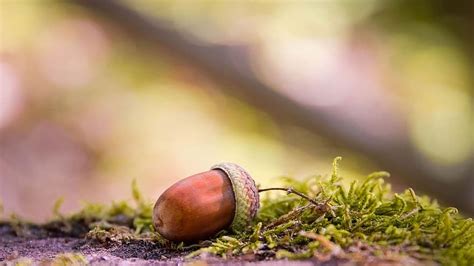 Acorn Acorns Autumn Oak Nature Forest Fall Season Plant Brown