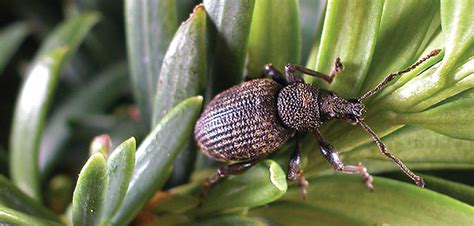 Get ready to target vine weevil eggs - Hort News