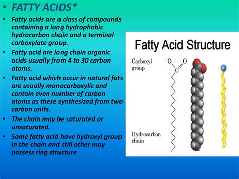 Lipids Structure And Functions Ppt