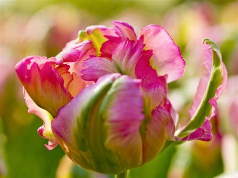 Tulipa Green Wave Parrot Tulip