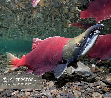 Underwater View Of Mature Sockeye Salmon Male In Power Creek Copper River Delta Near Cordova