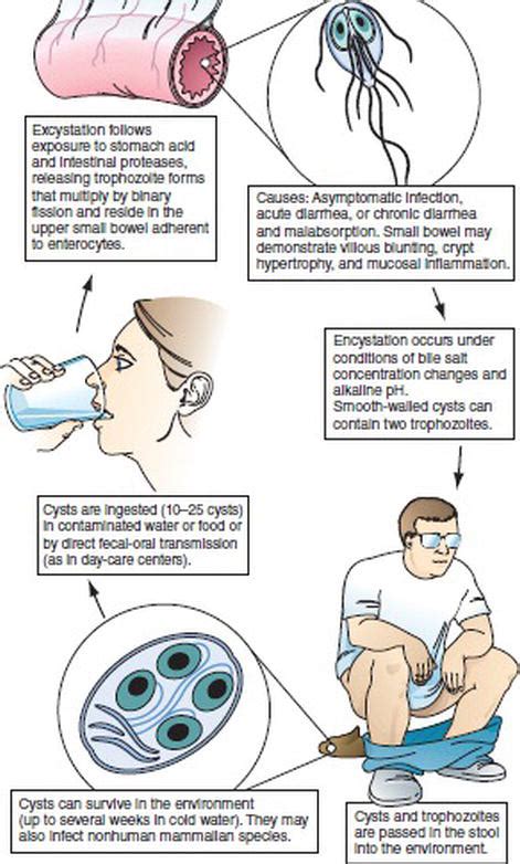 Immune Dysfunction During Enteric Protozoal Infection The Current Trends Intechopen