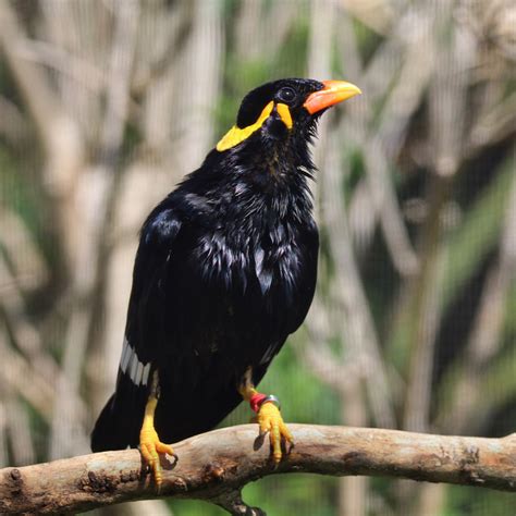 Hill Mynah Paradise Park