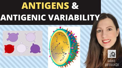 A Level Immunity And Antigens Cell Recognition And Lymphocytes To Detect Pathogens And Self