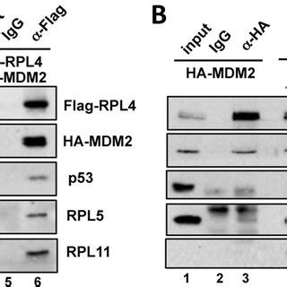 Rpl Forms A Complex With Mdm Rpl And Rpl And Promotes The
