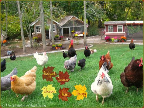 Tips For Selecting Chicken Breeds The Breed I Need The Chicken Chick®