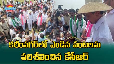 Kcr కరీంనగర్‌లో ఎండిన పంటలను పరిశీలించిన కేసీఆర్‌ Kcr Visit Crop