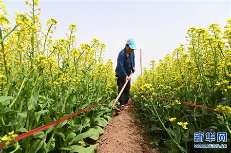 河南沁阳：制种基地农事忙 新华网河南频道