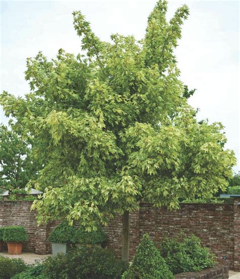 Acer Pseudoplatanus Leopoldii Pisanolistni Gorski Javor