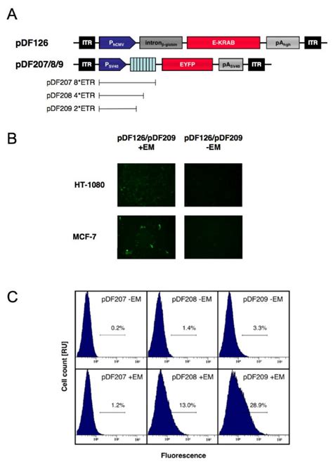 AAV Type 2 Based Erythromycin Inducible EYFP Expression A Schematic