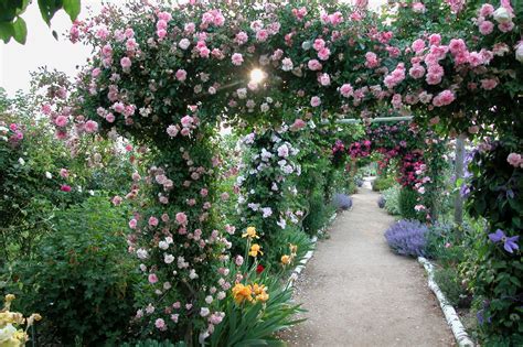 Jardinage Nos Conseils Pour Installer Des Rosiers Grimpants Chez Vous