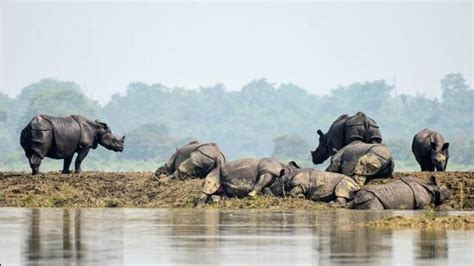 No Rhinos Poached In Assam In 2022 For 1st Time In 45 Years Hindustan