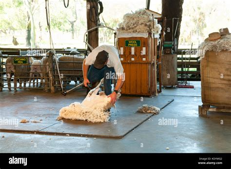 Sheep Shearing Machine High Resolution Stock Photography and Images - Alamy