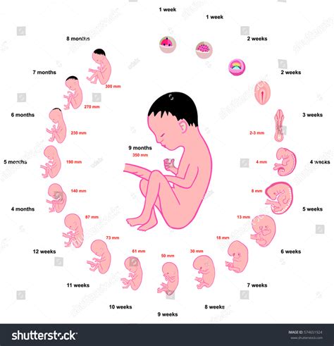 Human Fetus Development Formation Stages Anatomy Stock Illustration