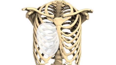 Clinical Case Breast Asymmetry Corrected By Pectus Implants