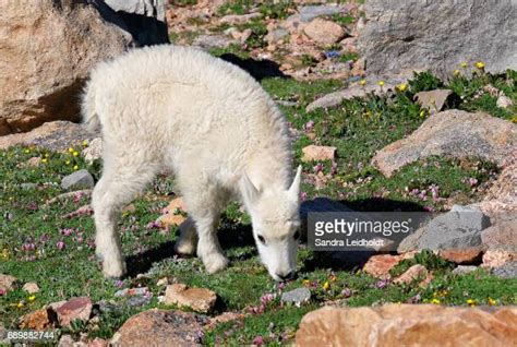 174 Baby Mountain Goat Stock Photos, High-Res Pictures, and Images - Getty Images