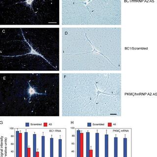 Dendritic transport of BC1 RNA and PKMζ mRNA is inhibited by hnRNP A2