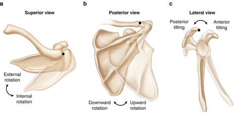 Range Of Motion Musculoskeletal Key