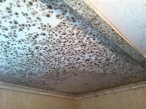 mould-removal-3 - PureProtect