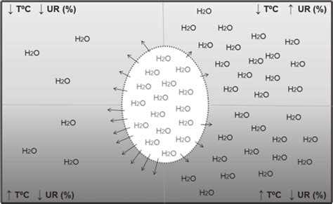 Changes In The Egg Water Loss During Incubation With Temperature T