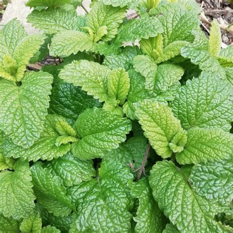 Lemon Balm Melissa Officinalis