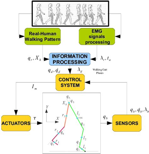 General Mechatronics Scheme Including The Human Data As Input