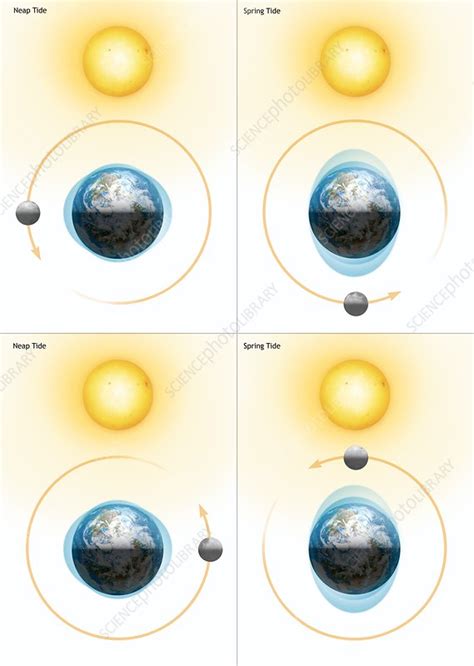 Tides And Moon Phases Chart