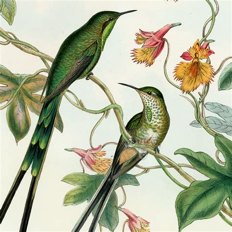 John Gould Antique Hummingbirds Prints 1861