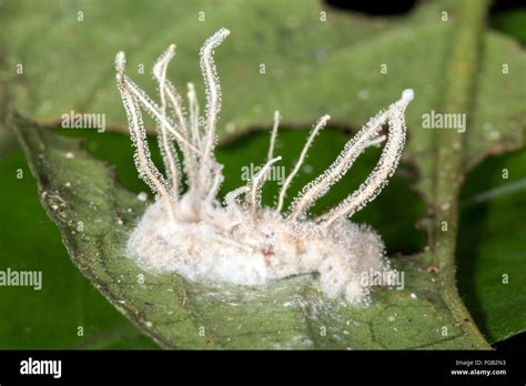 Cordyceps Fungus Moth Hi Res Stock Photography And Images Alamy