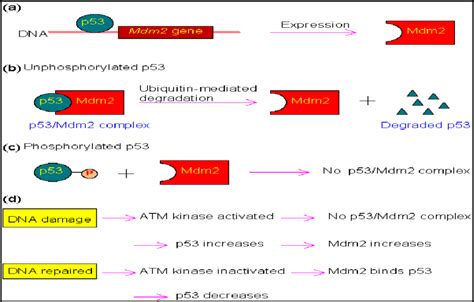 2 Regulation Of P53 A Expression Of Mdm2 Is Activated By P53 Download Scientific Diagram