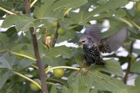 Protection Des Oiseaux Des Arbres Fruitiers Comment Loigner Les