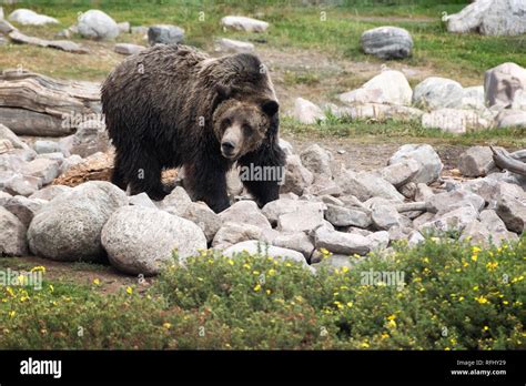 Grizzly Bear Yellowstone National Park Stock Photo Alamy