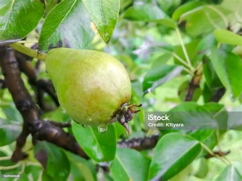 Pir Hijau Di Pohon Daun Dan Buah Pir Yang Sakit Buah Pir Matang Di