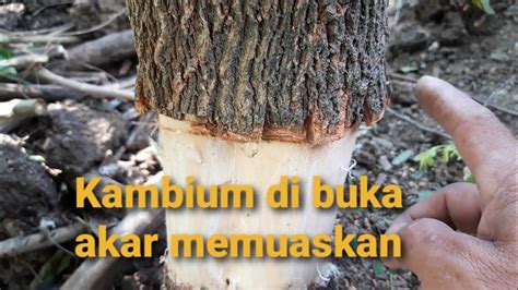 Cara Cangkok Bonsai Asam Jawa Yang Tepat Dan Cepat Tumbuh Akar YouTube